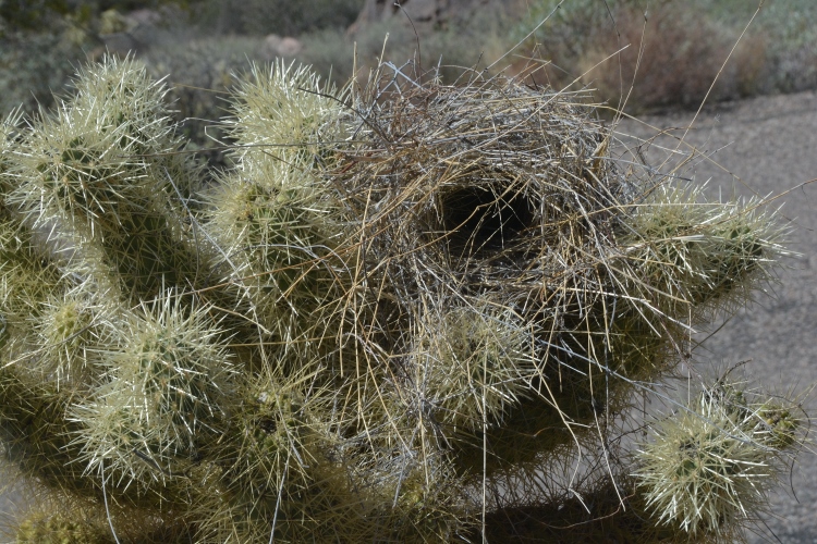 bird nest in cholla